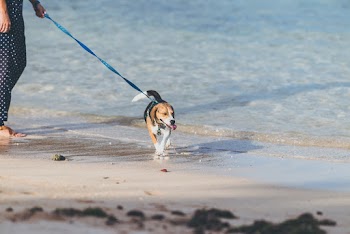 Person and Tan Dog Standing on Seashore