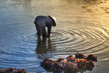 Person Bending to Ground in Body of Water