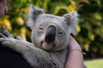 Person Carrying Closed Eyed Koala