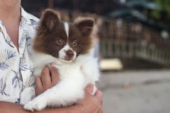 Person Carrying Long-coated White And Brown Dog