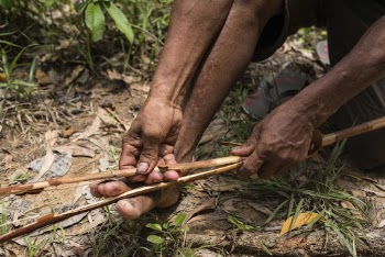 Person collecting and splitting ratan. | Free Photo - rawpixel