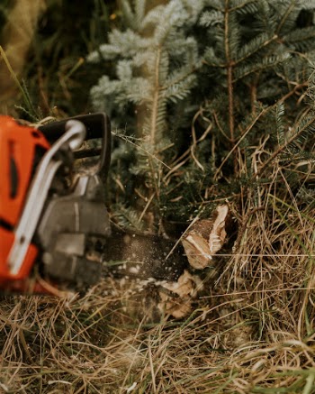 Person cutting a Christmas tree | Free Photo - rawpixel