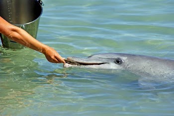 person feeding gray dolphin