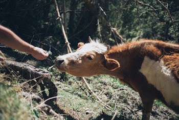 Person Giving Food to a White and Brown Cattle