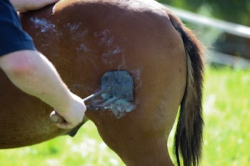 Person Grooming Horse