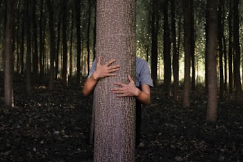 Person Hiding Behind a Tree Trunk