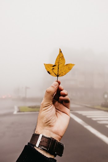 Person Holding A Leaf
