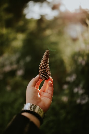 Person Holding A Pinecone