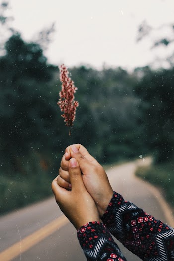 Person Holding A Plant