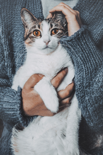 Person Holding A Short-fur White Cat