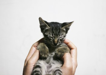 Person Holding a Silver Kitten