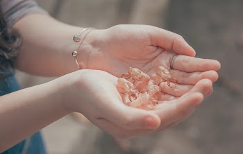 Person Holding Beetles