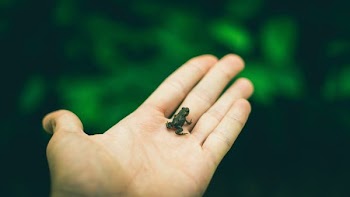 person holding black frog