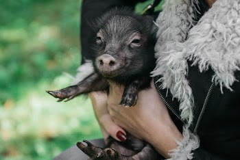 Person Holding Black Pig
