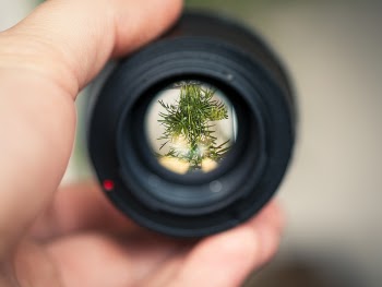 Person Holding Black Smartphone Camera Lens Capturing Green Plant in Selective Focus Photography