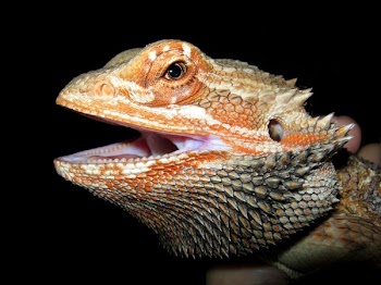 Person Holding Brown and Grey Bearded Dragon