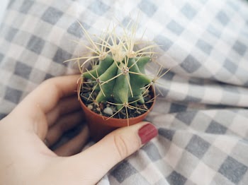 Person Holding Brown Clay Pot With Green Cactus 