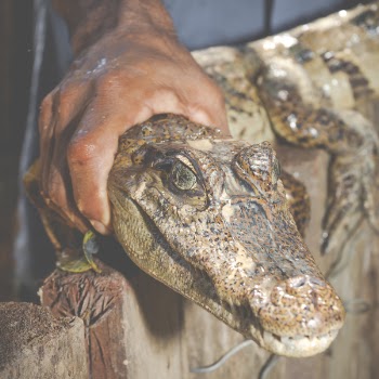 Person Holding Brown Crocodile