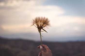 person holding brown dandelion flower