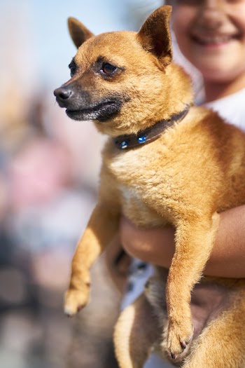 Person Holding Brown Dog