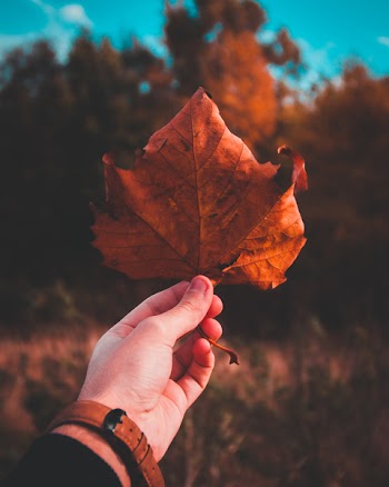 Person Holding Brown Dried Leaf