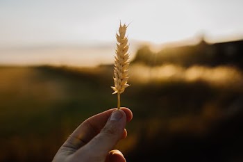 person holding brown grass