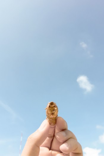 Person Holding Brown Insect