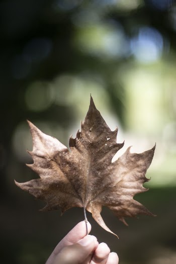 Person Holding Brown Leaf