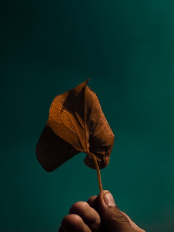 Person Holding Brown Leaf