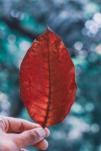 Person Holding Brown Leaf