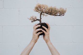 person holding brown leafed plant