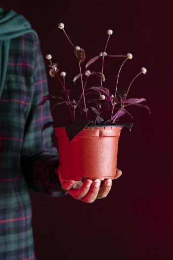 Person Holding Brown-leafed Plant