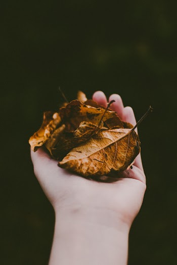 Person Holding Brown Leaves