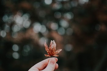 person holding brown petaled flower photo