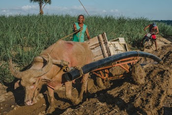Person Holding Brown Water Carabao