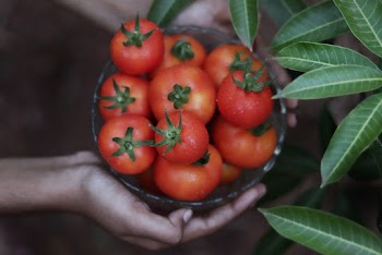 Person Holding Bunch of Tomatoes
