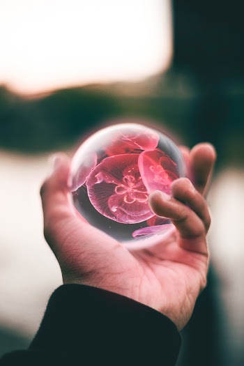 Person Holding Clear and Red Floral Ball