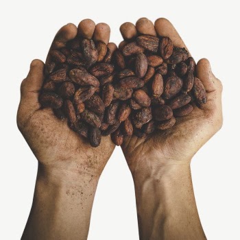 Person holding cocoa beans collage | Free PSD - rawpixel