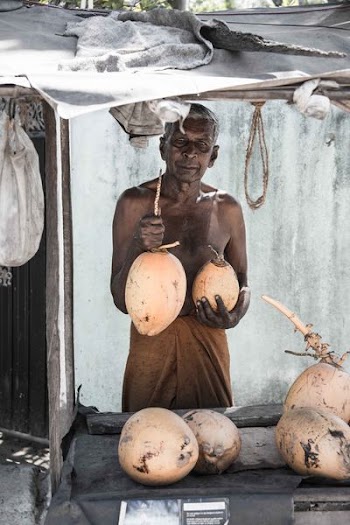 person holding coconut