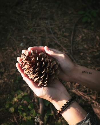 Person Holding Conifer Cone
