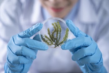Person Holding Container With Seaweed 