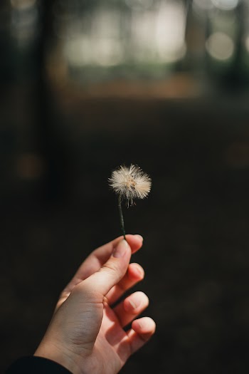 Person Holding Dandelion