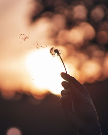 Person Holding Dandelion