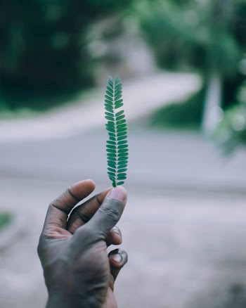 Person Holding Double-compound Leaf