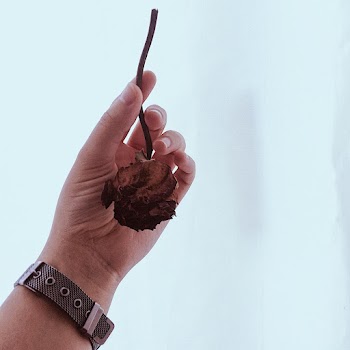 Person Holding Dried Flower