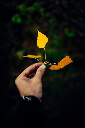 person holding dried leaf