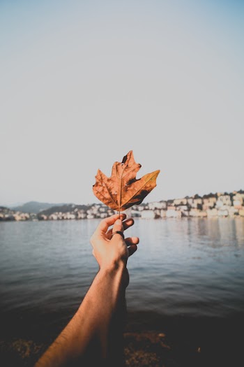 Person Holding Dried Leaf over Body of Water
