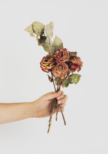 Person Holding Dried Roses