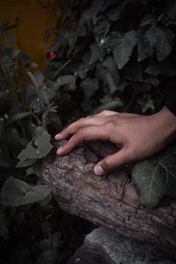 Person Holding Driftwood Near Dark Green Plants