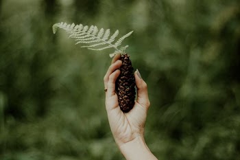 person holding fern